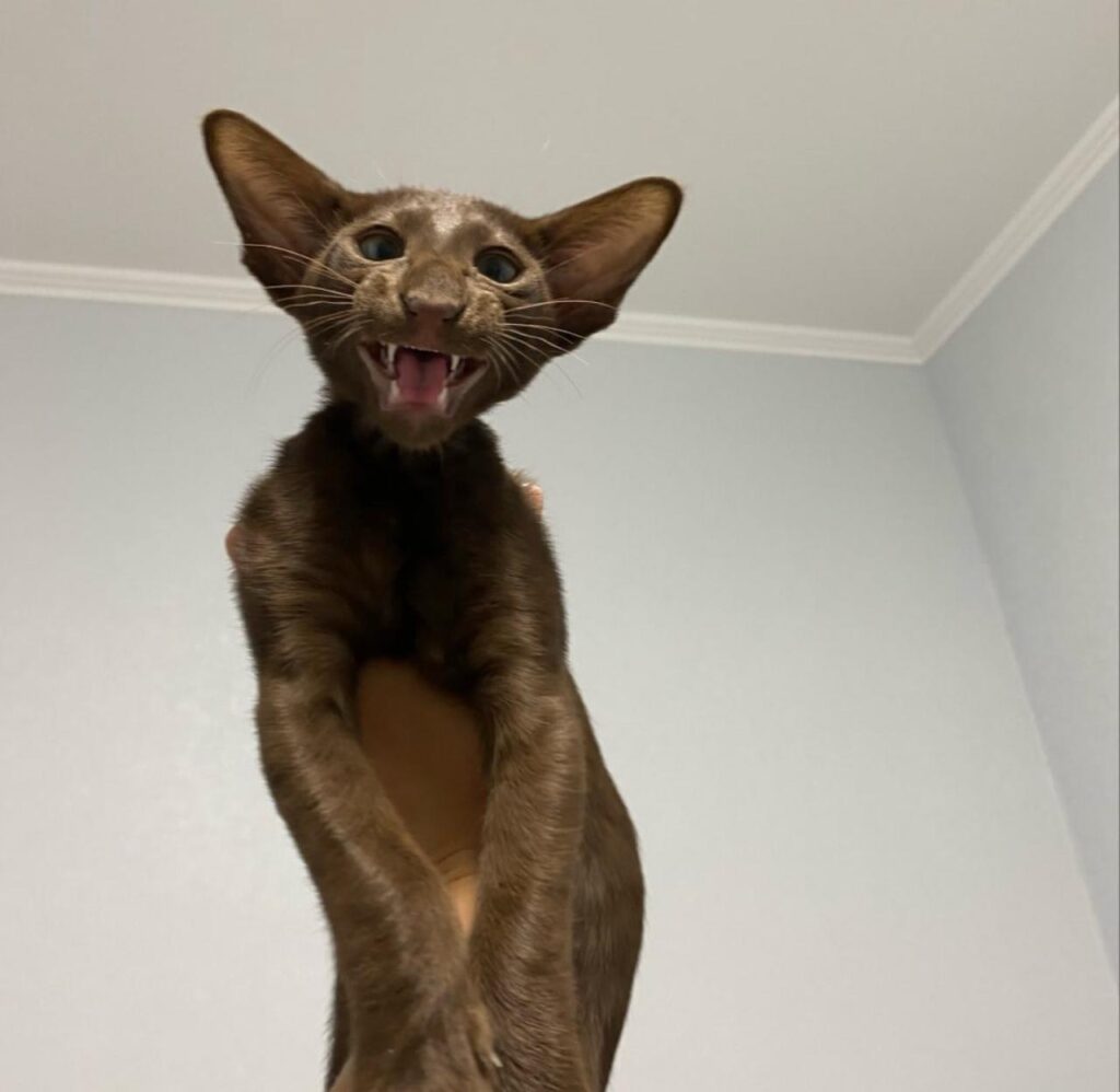 oriental shorthair cat