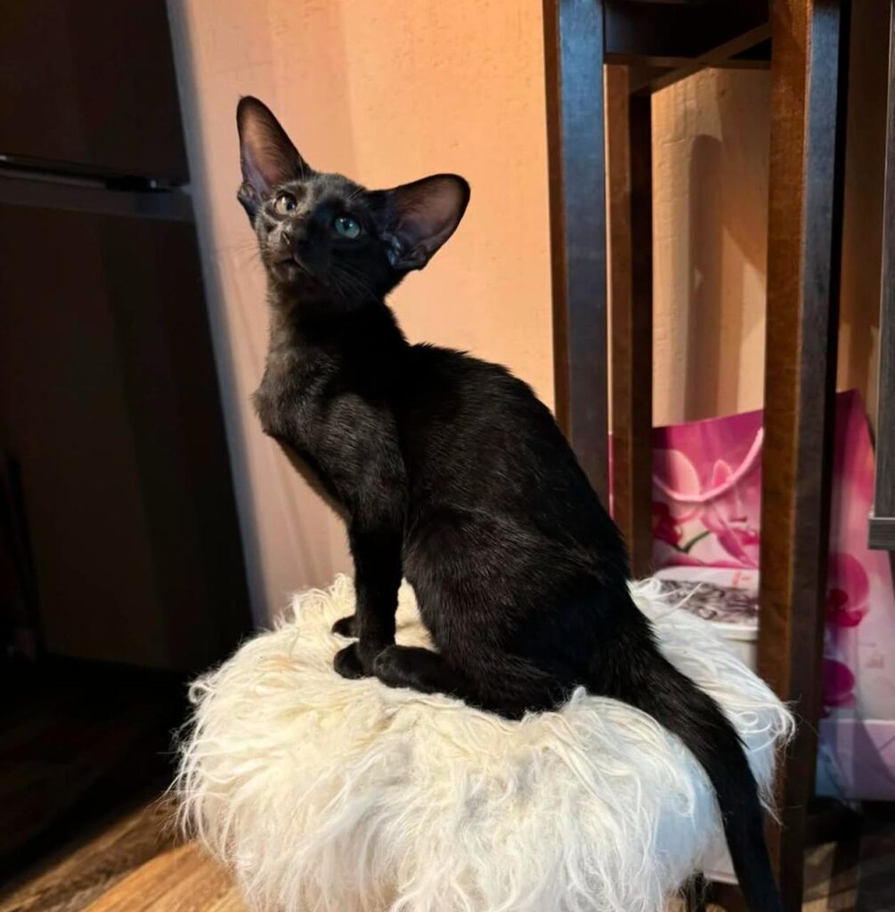 Oriental shorthair cat